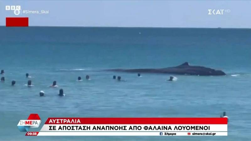 Αυστραλία: Σε απόσταση «αναπνοής» από φάλαινα λουόμενοι (βίντεο)