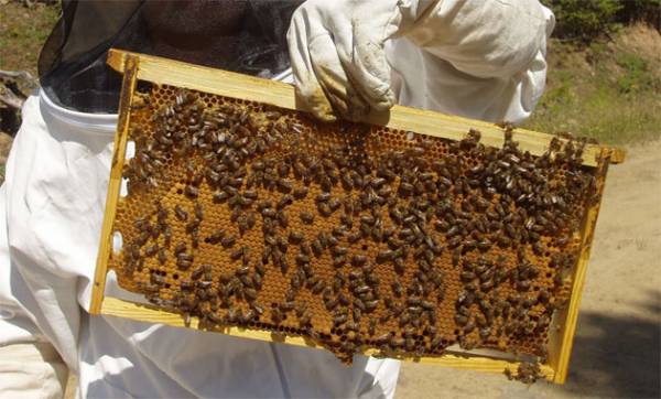 Αιτήσεις μελισσοκόμων για εκπαιδευτικό ταξίδι στη Σλοβακία 