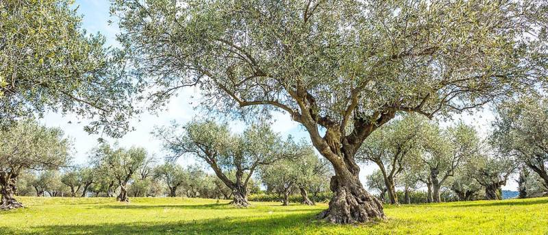 Ευοίωνες προβλέψεις για την ελαιοπαραγωγή: Σύμφωνα με εκτιμήσεις της ΔΑΟΚ Τριφυλίας