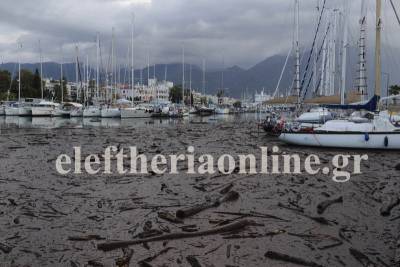 Γέμισε κορμούς δένδρων η Μαρίνα Καλαμάτας (φωτογραφίες)