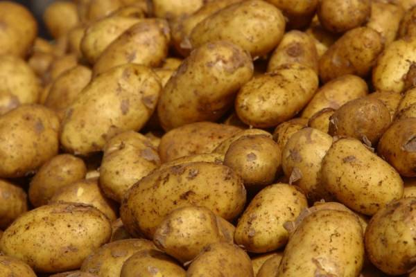 Οδηγίες για τη συγκομιδή πατάτας από την Διεύθυνση Αγροτικής Οικονομίας Μεσσηνίας