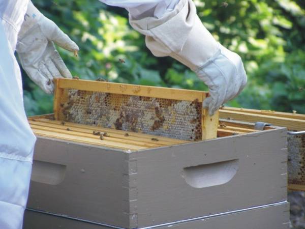 Συνάντηση μελισσοκόμων στη Μεγαλόπολη