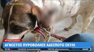 Βόλος: Άγνωστος πυροβόλησε αδέσποτο σκύλο