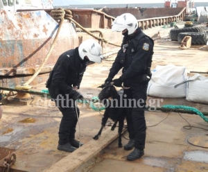 Βίντεο με σύλληψη…. κατσίκας στο λιμάνι της Καλαμάτας 