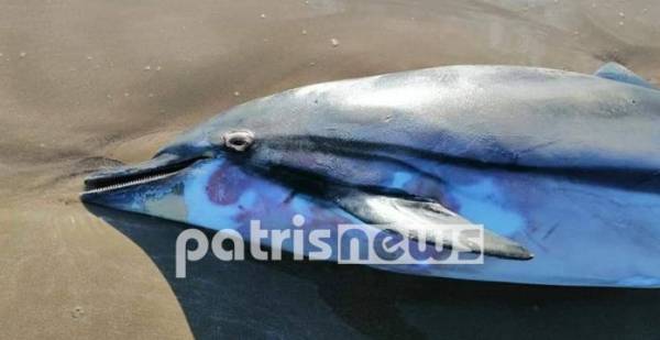 Νεκρό δελφίνι στο Κατάκολο