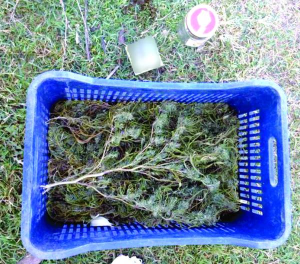 Μεσσηνία: Κτηνοτρόφος είχε 8 χασισόδεντρα δίπλα στο στάβλο 