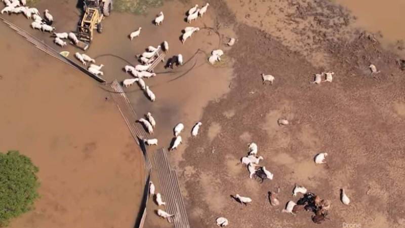 Πάνω από 45.000 ζώα πνίγηκαν στο Θεσσαλικό Κάμπο (βίντεο)
