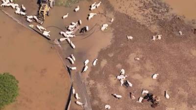 Πάνω από 45.000 ζώα πνίγηκαν στο Θεσσαλικό Κάμπο (βίντεο)
