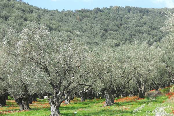 ΤΕΙ Πελοποννήσου: Εκδήλωση για τη λίπανση της ελιάς