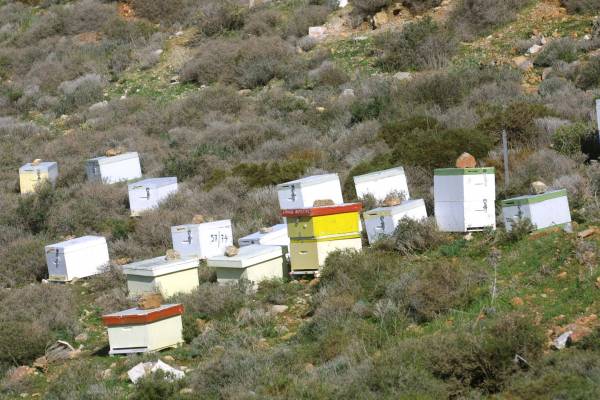 Εκκληση μελισσοκόμων για ορθή χρήση φυτοφαρμάκων