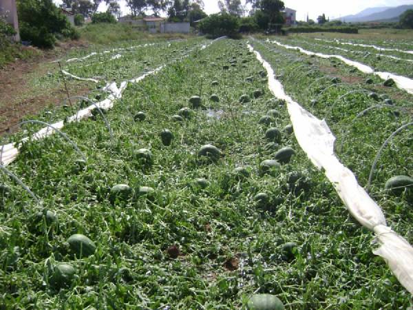 Ζημιές στις καλλιέργειες από τις υψηλές θερμοκρασίες στην Τριφυλία