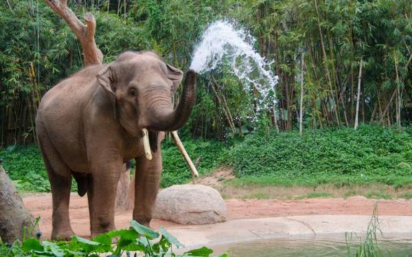 Ινδονησία: Ελέφαντας της Σουμάτρας βρέθηκε αποκεφαλισμένος με ξεριζωμένους τους χαυλιόδοντές του