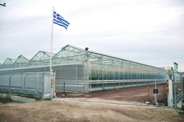 ΑΓΑΝ Μονοπρόσωπη ΕΠΕ - Greektomato: Υδροπονική καλλιέργεια ντομάτας στη Μεσσήνη