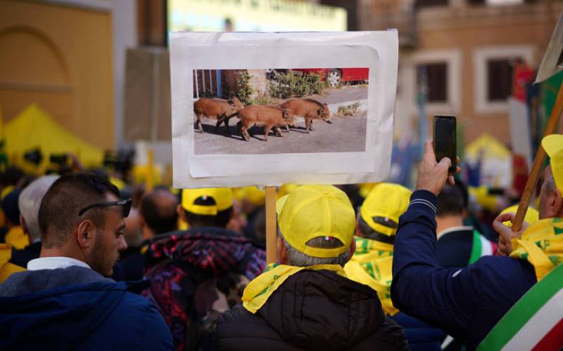 Ιταλία: Οι αγρότες διαμαρτύρονται για τα αγριογούρουνα