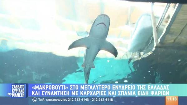 "Μακροβούτι" στο μεγαλύτερο ενυδρείο της Ελλάδας