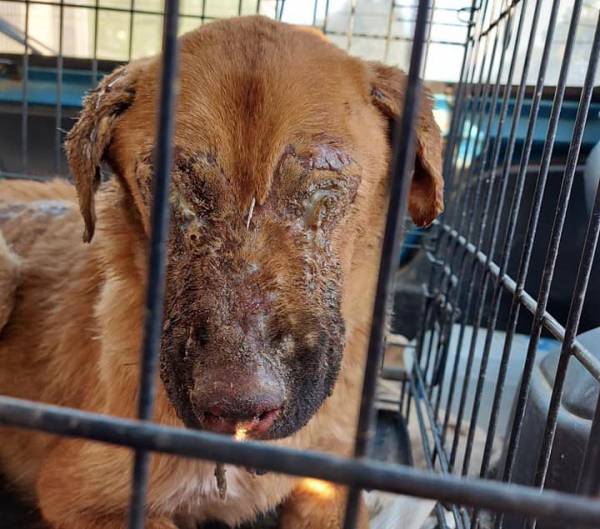 Στην Αθήνα για φροντίδα η κακοποιημένη σκυλίτσα