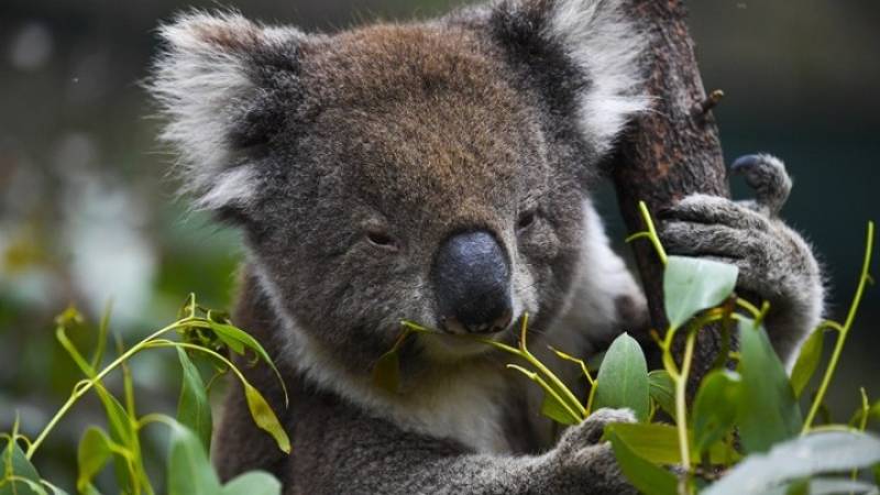 Είδος υπό εξαφάνιση τα κοάλα στην Αυστραλία! (βίντεο)