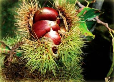 Γιορτή Κάστανου στην Αμπελιώνα