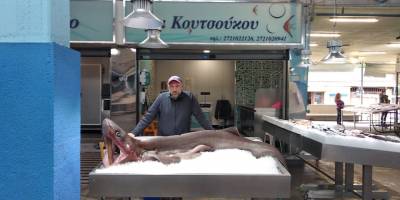 Γαλέος 2,50 μέτρων και 100 κιλών αλιεύτηκε στα ανοιχτά της Μεσσηνίας (φωτογραφίες)