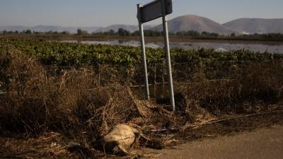 Σε κλίβανους σε Αρκαδία και Ημαθία μεταφέρονται τα νεκρά ζώα από τη Θεσσαλία (βίντεο)