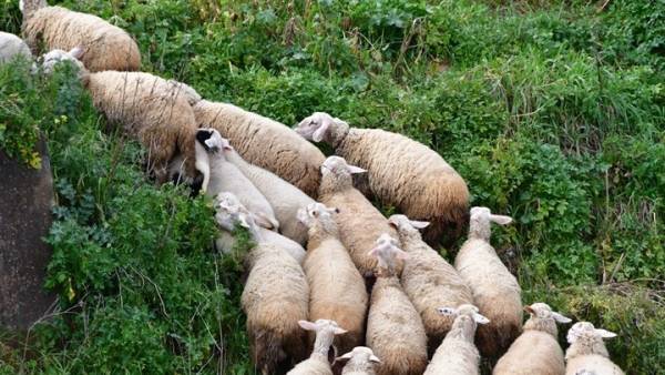 Τέσσερα εκατ. ευρώ για αποζημιώσεις σε κτηνοτρόφους ενέκρινε ο Βορίδης
