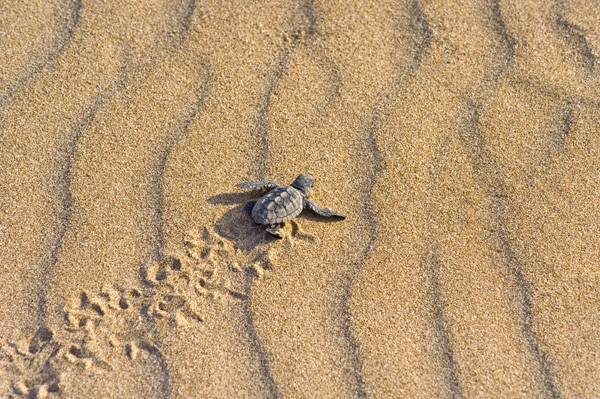 Οι πρώτες φωλιές χελώνας στον Κυπαρισσιακό Κόλπο