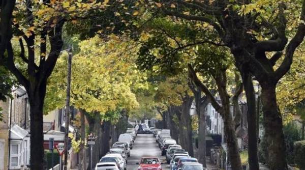 Οι γειτονιές με πολλά δέντρα έχουν λιγότερα σοβαρά περιστατικά άσθματος