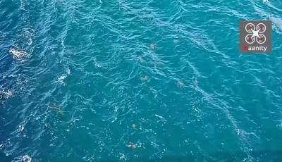 Χαλκίδα: «Στρατιά» από μέδουσες διασχίζει τα νερά στη γέφυρα (Βίντεο)