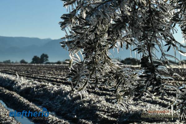 Περιφερειακό Συμβούλιο Πελοποννήσου: Οι αποφάσεις για σταφιδοπαραγωγούς και πληγέντες από τον παγετό