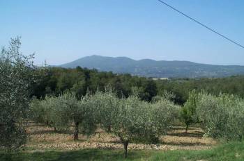 Ευθύνες σε καιρό και γραφειοκρατία από τον Π. Αλευρά για τη δακοκτονία