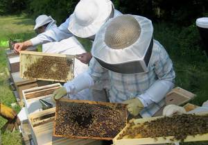 Κονδύλια 4,26 εκατ. για τη στήριξη της μελισσοκομίας