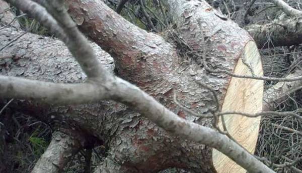 58χρονος καταπλακώθηκε από κλαδί δέντρου