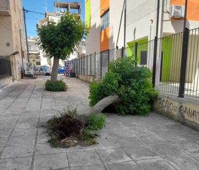 Παραλίγο ατύχημα στο κέντρο της Καλαμάτας από πτώση δέντρου