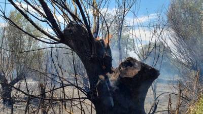 Μεσσηνία: Πυρκαγιά στη Μικρομάνη (βίντεο-φωτογραφίες)