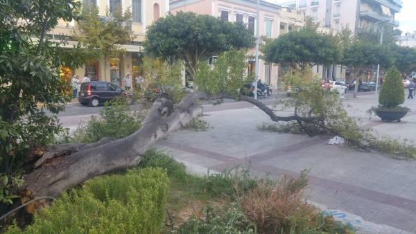 Έπεσε μεγάλο δέντρο στην κεντρική πλατεία της Καλαμάτας (φωτογραφίες)