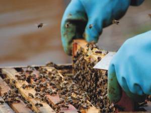 Υποβολή αιτήσεων για τη νομαδική μελισσοκομία