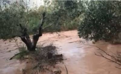 Μεσσηνία: Ζημιές σε ελαιοπερίβολα από υπερχείλιση της Νέδας (βίντεο)