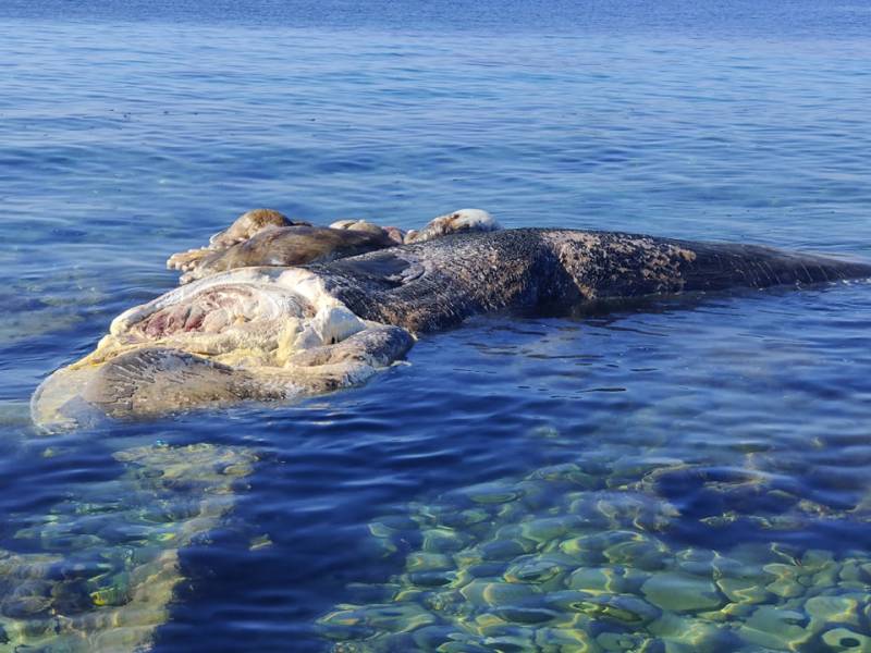 Μεσσηνία: Νεκρή φάλαινα ξεβράστηκε στο Μάραθο