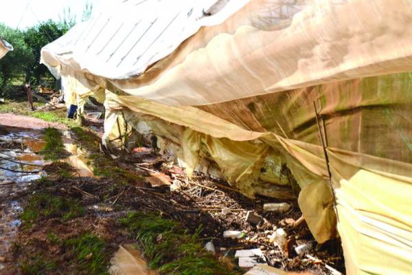 5,1 εκατ. οι ζημιές στην αγροτική παραγωγή στον Δήμο Καλαμάτας