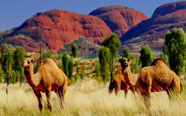 Αυστραλία: Οι αρχές σκότωσαν 5.000 καμήλες εν μέσω ξηρασίας
