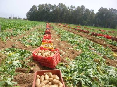 Μεσσηνία: Τον σκότωσε αγροτικό μηχάνημα σε πατατοχώραφο στη Μπούκα