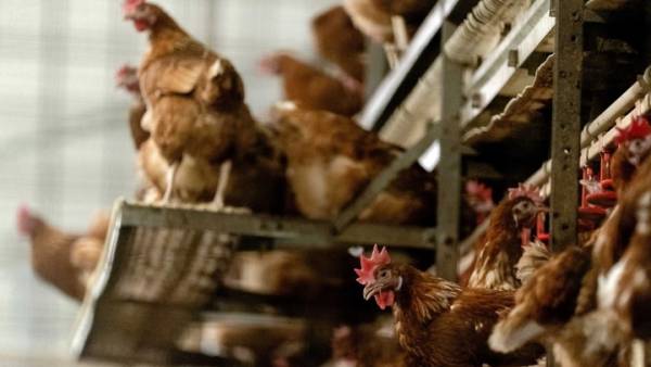 Γρίπη των πτηνών: Η Ολλανδία θανάτωσε 190.000 πουλερικά σε δύο εκτροφεία