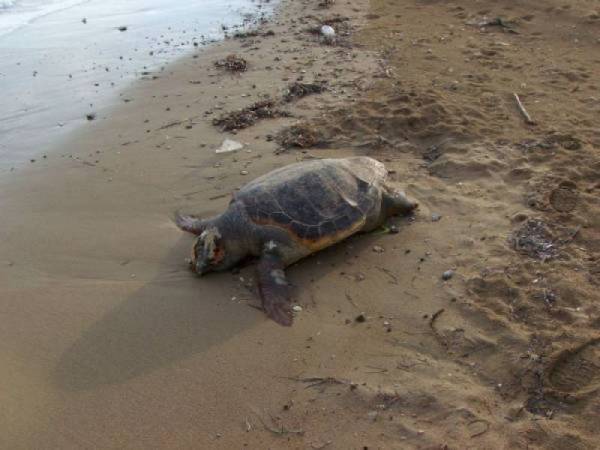 Νεκρή χελώνα καρέτα καρέτα στην παραλία Σίμου στην Ελαφόνησο