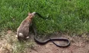 ΒΙΝΤΕΟ: Μάχη κουνέλας με... φίδι για να σώσει τα μικρά της!