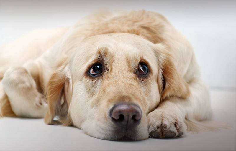 Πρόστιμο 5.000 ευρώ σε 38χρονο, που φέρεται σε βίντεο να κακοποιεί σκύλο στο Πέραμα