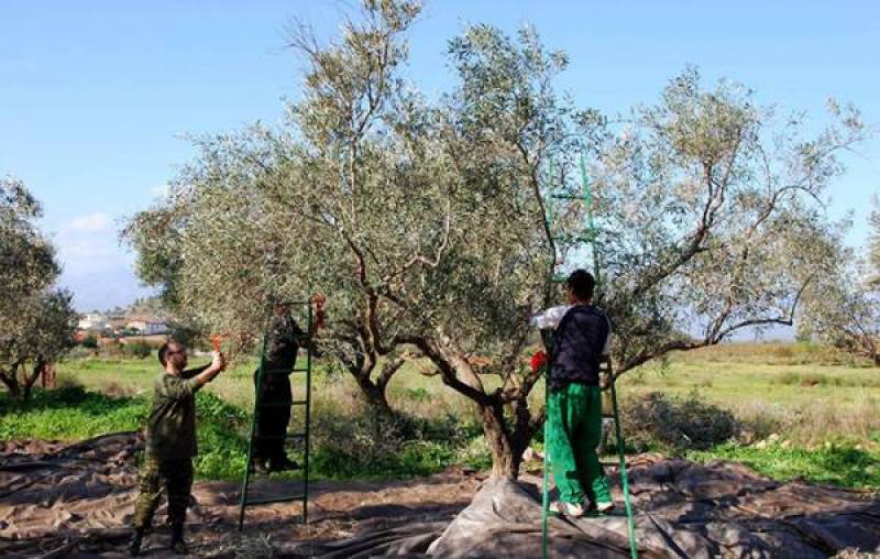 SOS εκπέμπει η Τριφυλία για εργατικά χέρια ενόψει της ελαιοσυγκομιδής