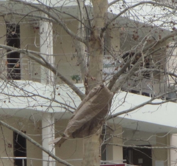 Το πήρε και το σήκωσε