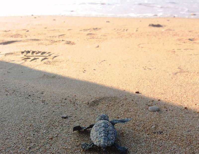 Τα χελωνάκια της Κορώνης ξεκίνησαν το ταξίδι τους στη θάλασσα