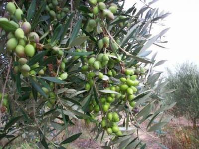 Σε Φαλάνθη και Κέντρο Αβίας οι ψεκασμοί δακοκτονίας της Παρασκευής