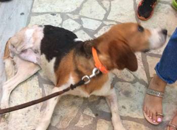 Η &quot;Γιορτή για τους αθώους&quot; βοήθησε την Μπέλα